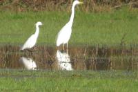 Ardea alba