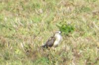 Buteo buteo