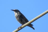 Sturnus vulgaris