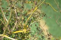Phylloscopus collybita