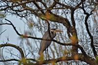Ardea cinerea