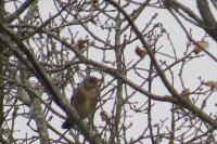 Turdus pilaris