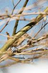 Troglodytes troglodytes