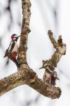 Dendrocopos major
