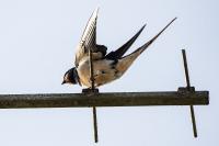 Hirundo rustica