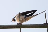 Hirundo rustica