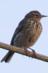 Anthus trivialis