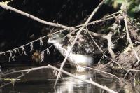 Buteo buteo