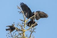 Corvus monedula
