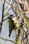 Cyanistes caeruleus