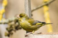 Chloris chloris