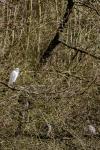 Egretta garzetta