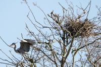Ardea cinerea