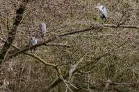 Nycticorax nycticorax