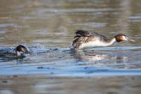 Podiceps cristatus