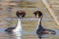 Podiceps cristatus