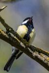 Parus major