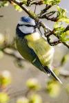 Cyanistes caeruleus