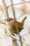 Troglodytes troglodytes