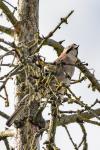 Garrulus glandarius