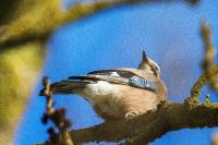 Garrulus glandarius