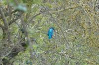 Alcedo atthis
