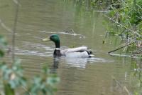 Anas platyrhynchos