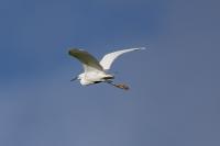 Egretta garzetta