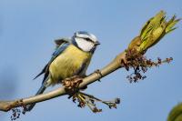 Cyanistes caeruleus