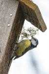 Cyanistes caeruleus