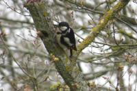 Dendrocopos major