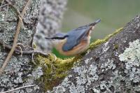 Sitta europaea