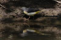 Motacilla cinerea
