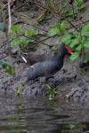 Gallinula chloropus