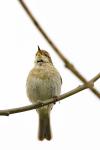 Phylloscopus collybita