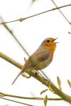 Erithacus rubecula