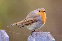 Erithacus rubecula