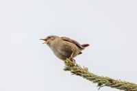 Troglodytes troglodytes