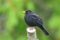 Turdus merula