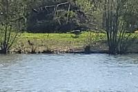 Branta canadensis