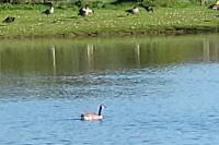 Branta canadensis