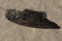 Sturnus vulgaris