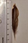 Dendrocopos medius