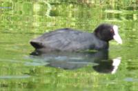 Fulica atra