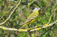 Motacilla flava