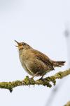 Troglodytes troglodytes