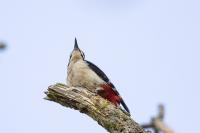Dendrocopos major