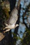Buteo buteo