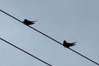 Hirundo rustica