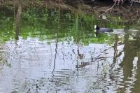 Fulica atra